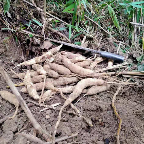 新鲜野生天冬500g 深山采挖老货养生药材泡酒炖汤天门冬广西药膳 - 图2