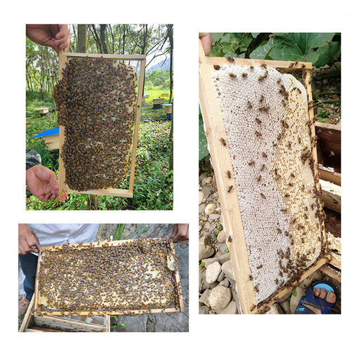 【复式移虫】中蜂蜂王种王阿坝王红环高产王中华土蜂双色峰王包邮 - 图1