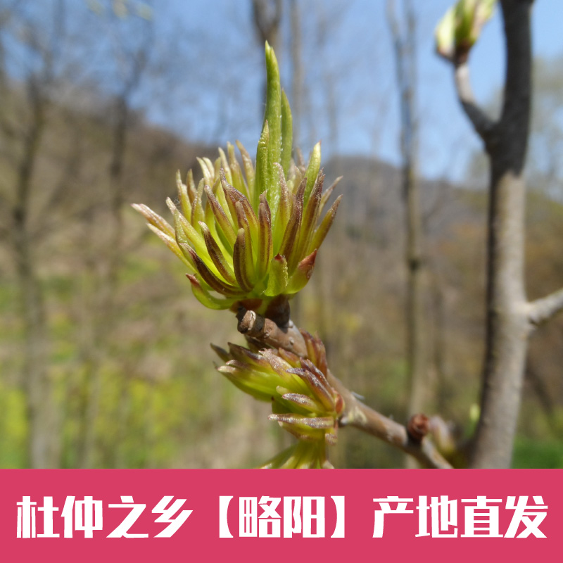 杜仲雄花杜仲养生茶 药用杜仲雄花野生略阳雄花针形花蕊茶肾茶52g - 图2