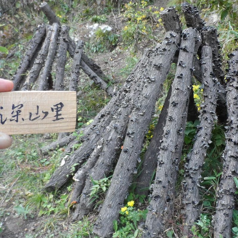 椴木黑木耳秦岭椴木木耳秋木耳小无根免摘汉中特产PK东北木耳200g-图1