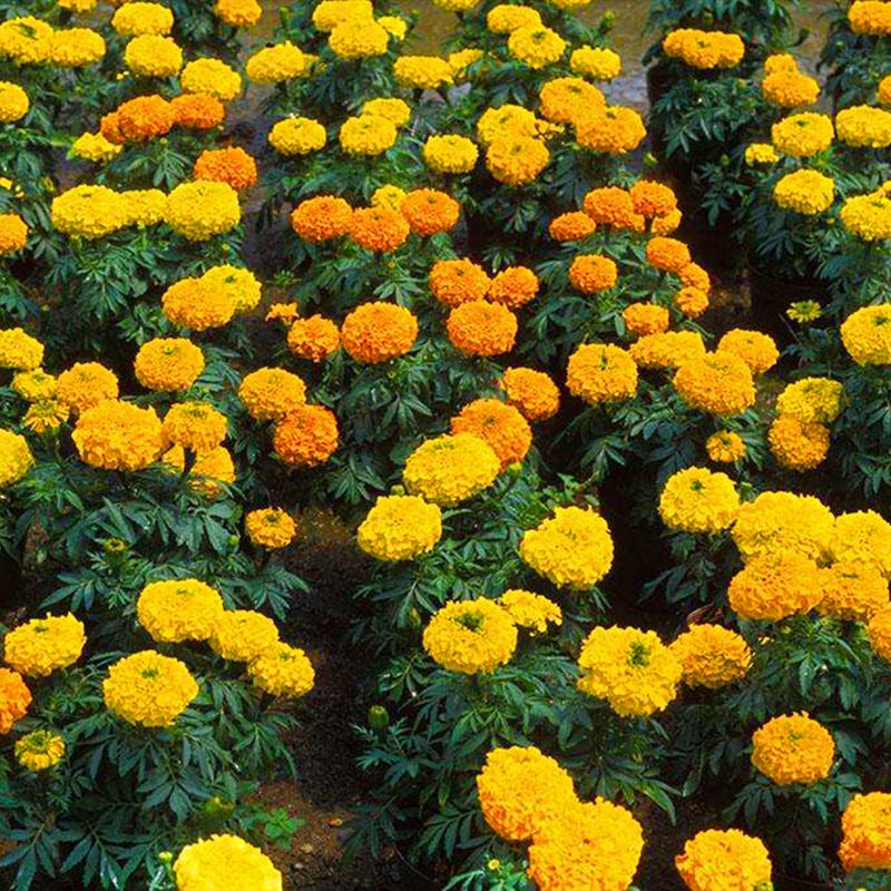 万寿菊种子菊花种子四季易活混色臭芙蓉花种籽子驱蚊盆栽种籽包邮