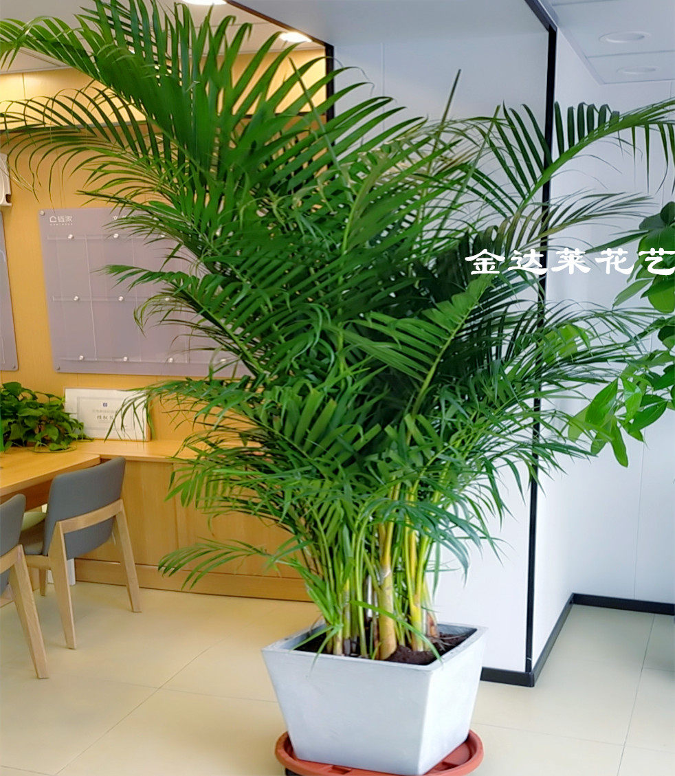 天津开业鲜花绿植同城夏威夷椰子散尾葵大型花卉办公盆栽净化空气,淘宝优惠券,粉丝福利购,淘宝优惠卷
