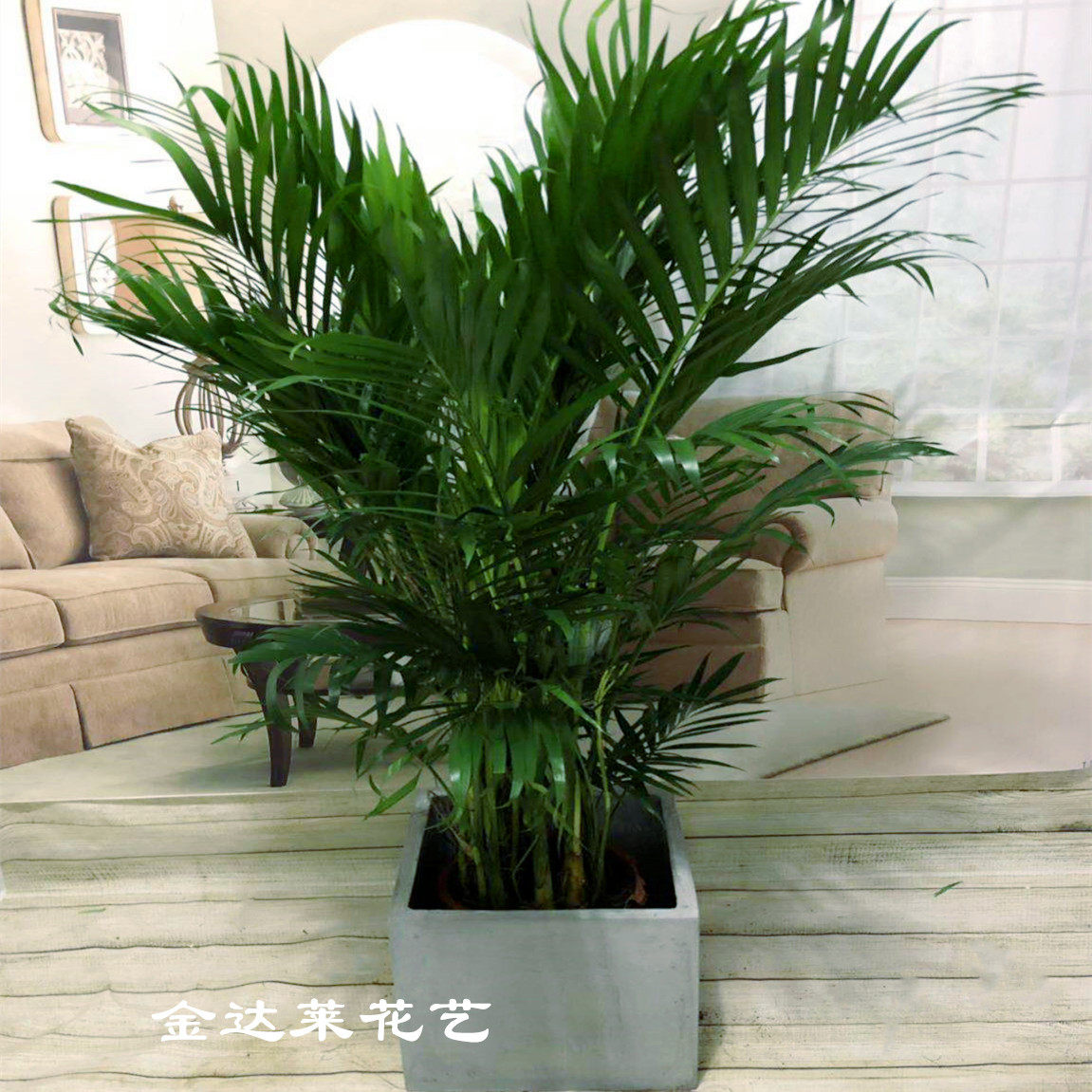 天津开业鲜花绿植同城夏威夷椰子散尾葵大型花卉办公盆栽净化空气,淘宝优惠券,粉丝福利购,淘宝优惠卷