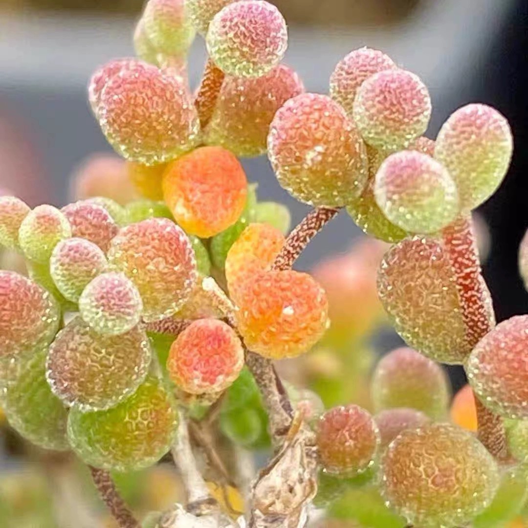 枝干番杏金桔糖球米粒钻石冰晶兔子肉肉植物办公室桌面花卉小盆栽 - 图1