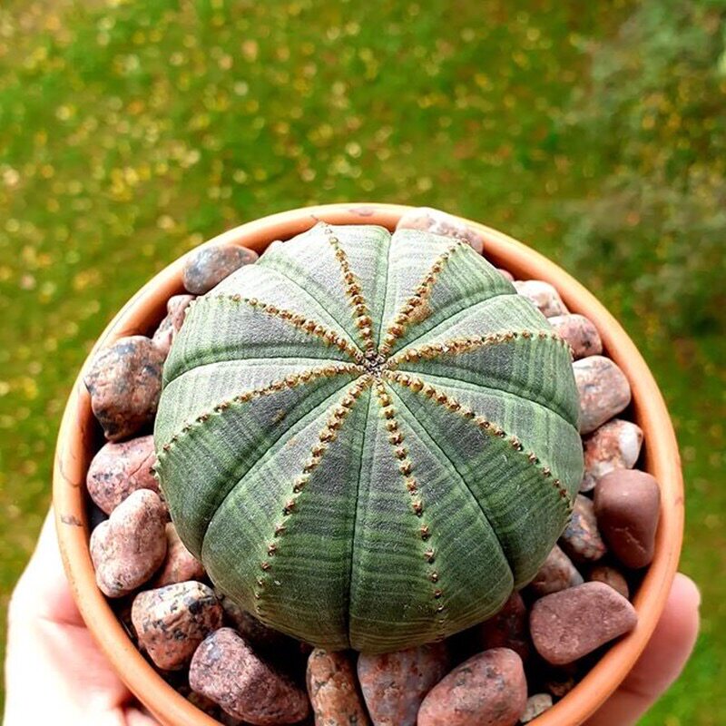 布纹球仙人球无刺开花稀有品种小盆栽室内花卉多肉植物桌面防辐_虎窝淘