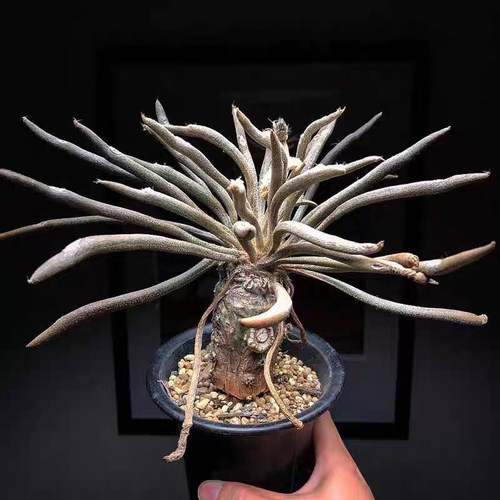 美杜莎多肉植物盆栽实生块根老桩稀有品种花卉开花仙人球趣味绿植 - 图0
