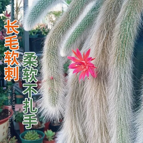 九尾狐多肉正版长软毛品种开花可垂吊型室内阳台绿植盆栽垂吊植物 - 图2