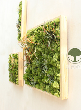 北欧装饰画空气凤梨永生苔藓绿植墙壁挂画餐厅样板房客厅软装包邮