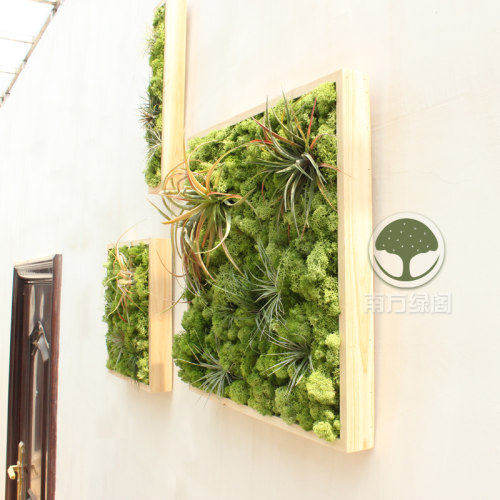 北欧装饰画空气凤梨永生苔藓绿植墙壁挂画餐厅样板房客厅软装包邮 - 图1