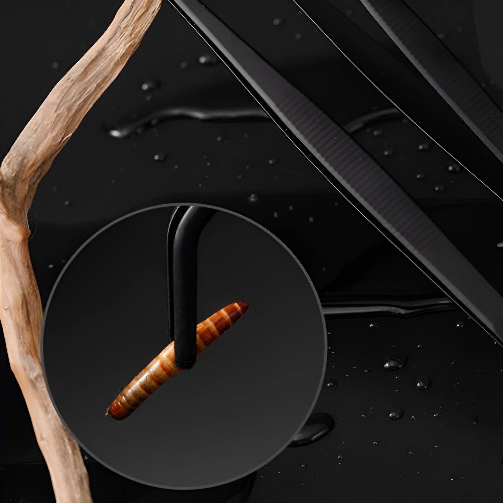 爬宠专业喂食镊子黑色不锈钢夹子面包虫杜比亚蟋蟀捕虫夹清理工具,淘宝优惠券,粉丝福利购,淘宝优惠卷