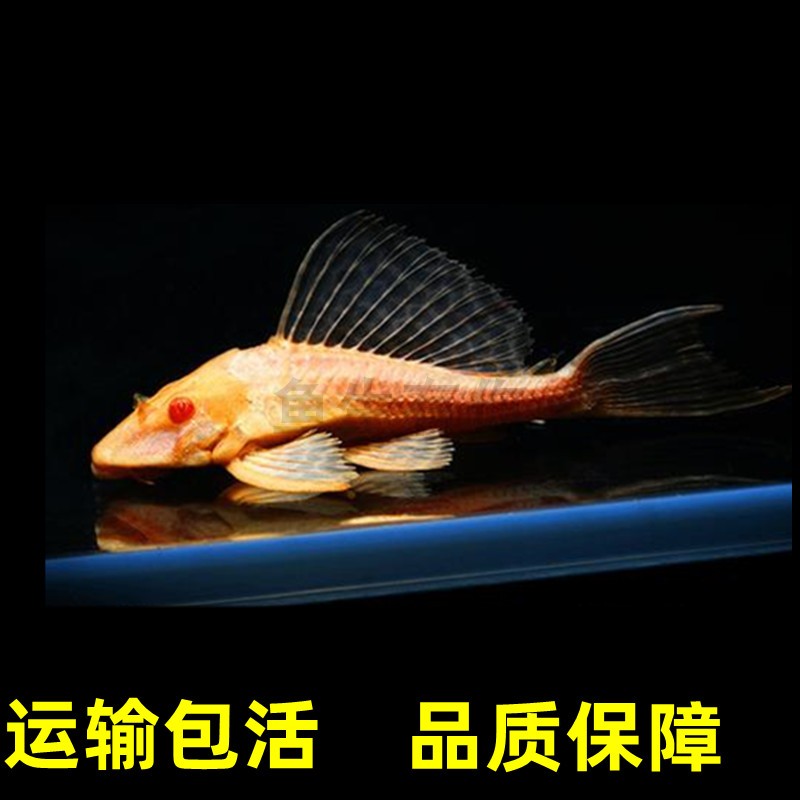 黄金红眼女王清道夫大帆女皇活体大小异型鱼垃圾缸热带观赏清洁鱼-图2