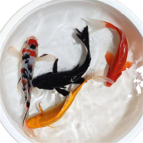 新疆观赏鱼包邮大型锦鲤昭和三色红白纯红黑白黄花锦鲤鱼冷水好养 - 图2