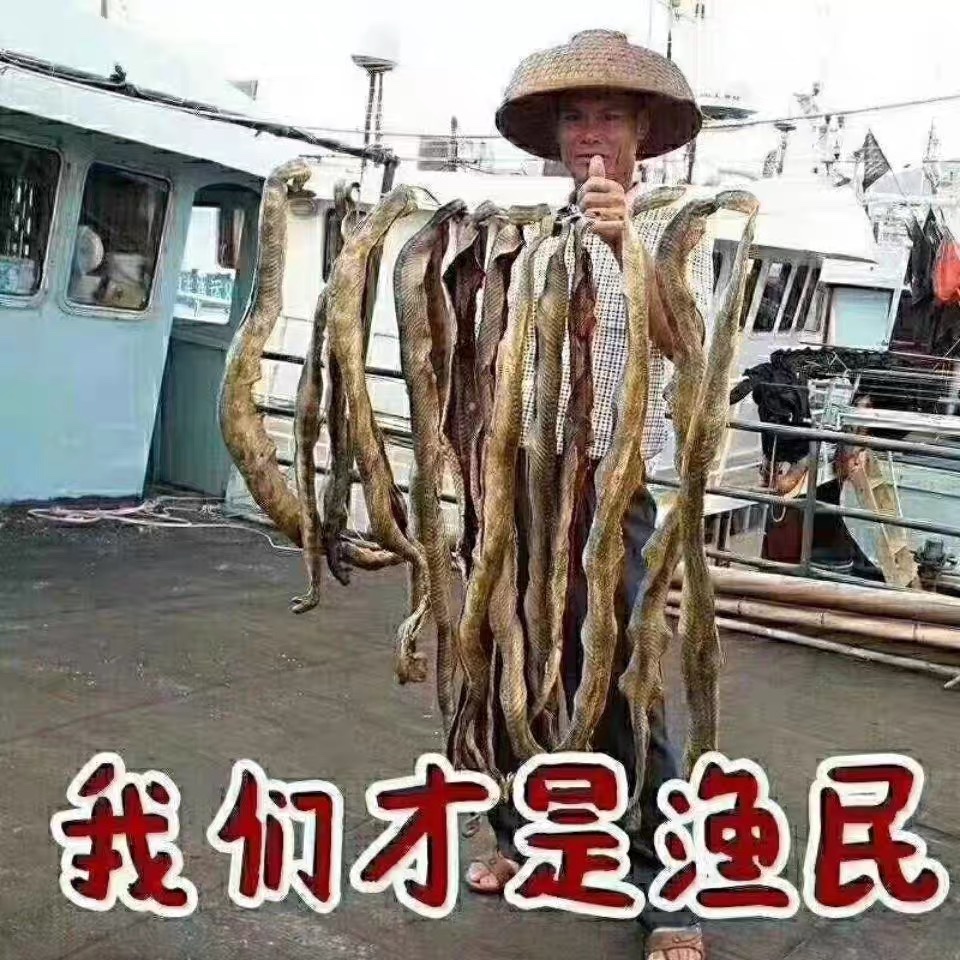 Authentic dried sea snake fisherman's own sun-dried deep sea wine stew