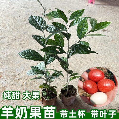 耐寒羊奶果苗盆栽地栽德甜二号果树苗南北方嫁接庭院四季种植果树 - 图0