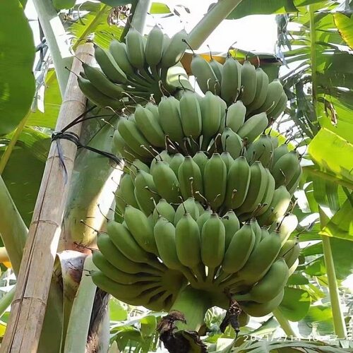 小米焦树苗粉焦香蕉果树苗芭蕉苗矮化盆栽地栽庭院阳台南北方种植 - 图1