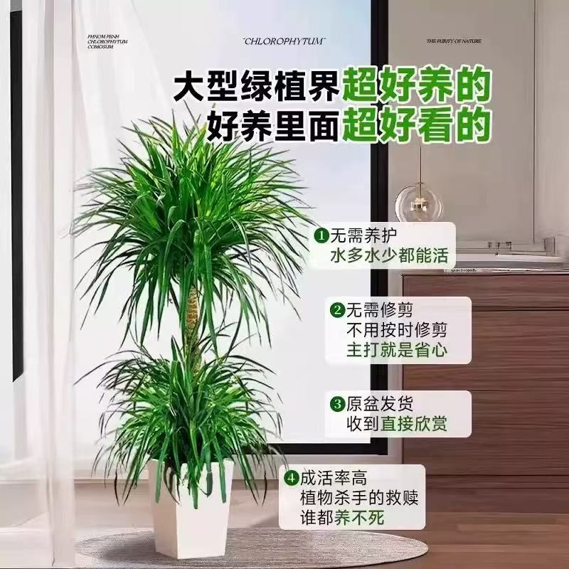 龙血树太空铁客厅老桩绿植盆栽室内老桩办公室净化空气网红绿植 - 图0