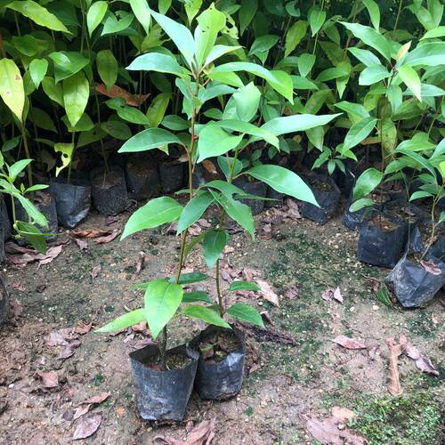 香樟树苗驱蚊虫四季常青小叶香樟庭院绿化工程盆栽地栽南北方种植 - 图1