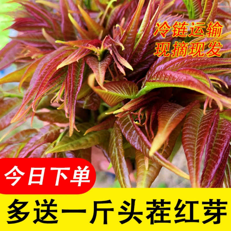 野生露天香椿芽新鲜山东农家特产现摘现发头茬春芽菜-图0