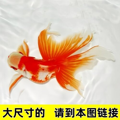 精品文凤高金鱼活鱼宫廷凤尾鹤顶红丹凤鹤冷水国粹观赏鱼好养宫鹅 - 图0
