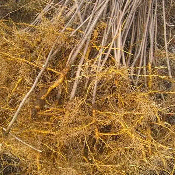 四川黄柏树苗厚皮黄柏新鲜现挖中药材批发南北方种植满50株包邮,淘宝优惠券,粉丝福利购,淘宝优惠卷