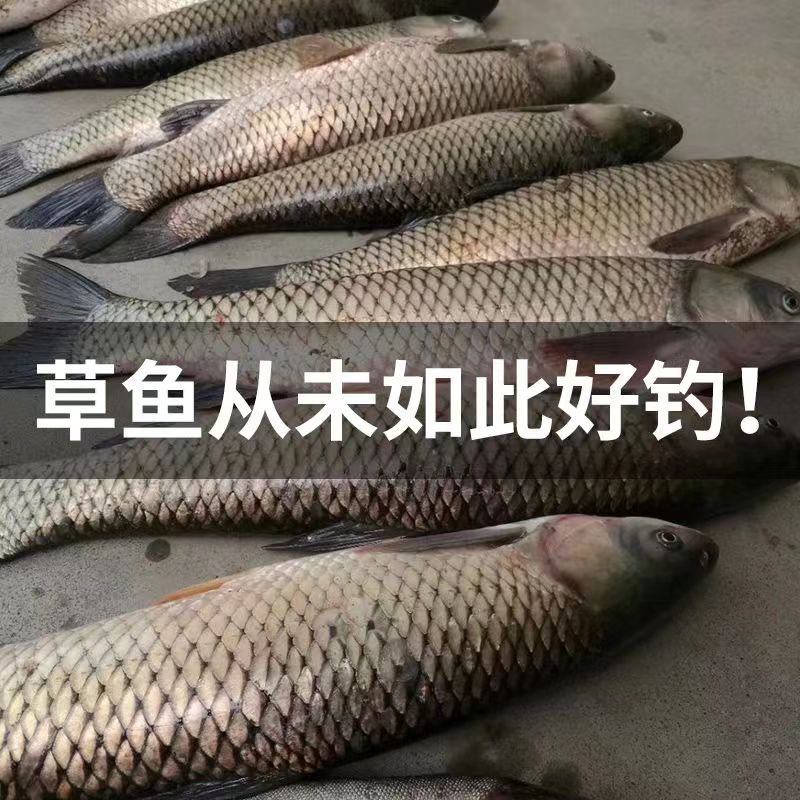 武汉魔尔力草包草鱼包食爆炸饵料打窝料江河垂钓钓鱼湖北野钓池塘 - 图2