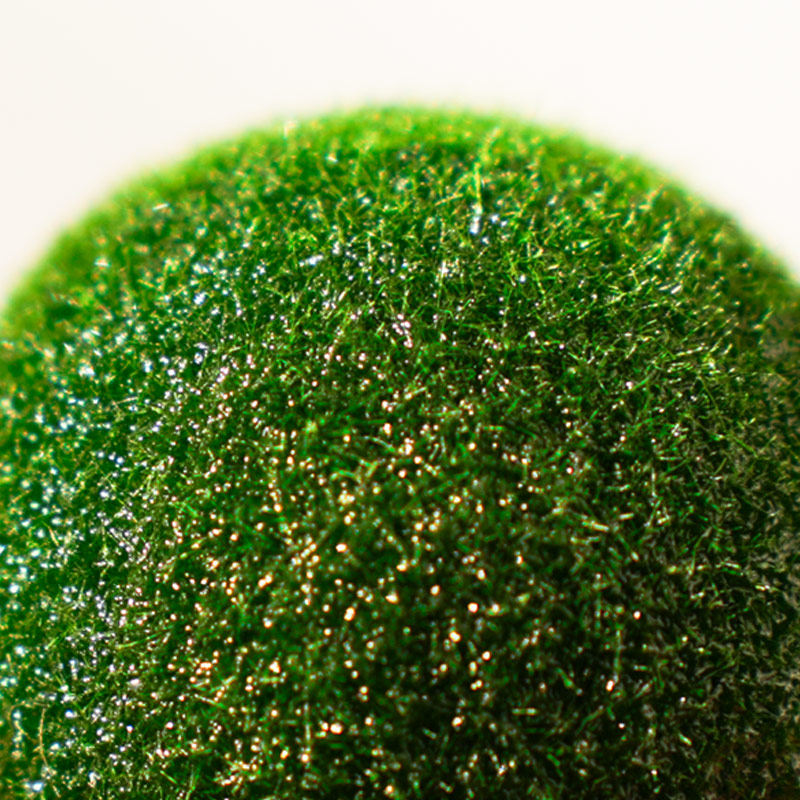 marimo幸福海藻球微景观生态瓶水培植物球藻创意水生治愈系迷你,淘宝优惠券,粉丝福利购,淘宝优惠卷