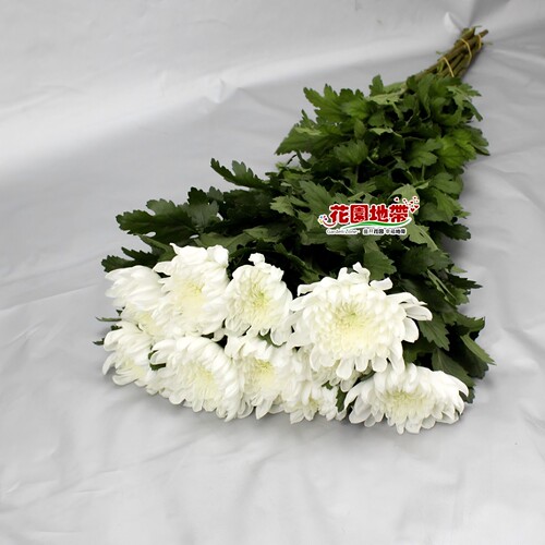 清明节黄菊鲜切花白菊花上坟祭奠花扫墓殡仪哀悼花束同城鲜花速递 - 图3