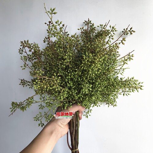 尤加利叶花期长好养可干花小米果桉树叶轻奢花艺插花顺丰同城鲜花 - 图1