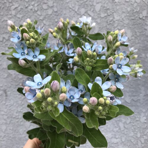蓝星花鲜切花室内水养花期长小清新配花婚礼插花北京同城鲜花速递 - 图2