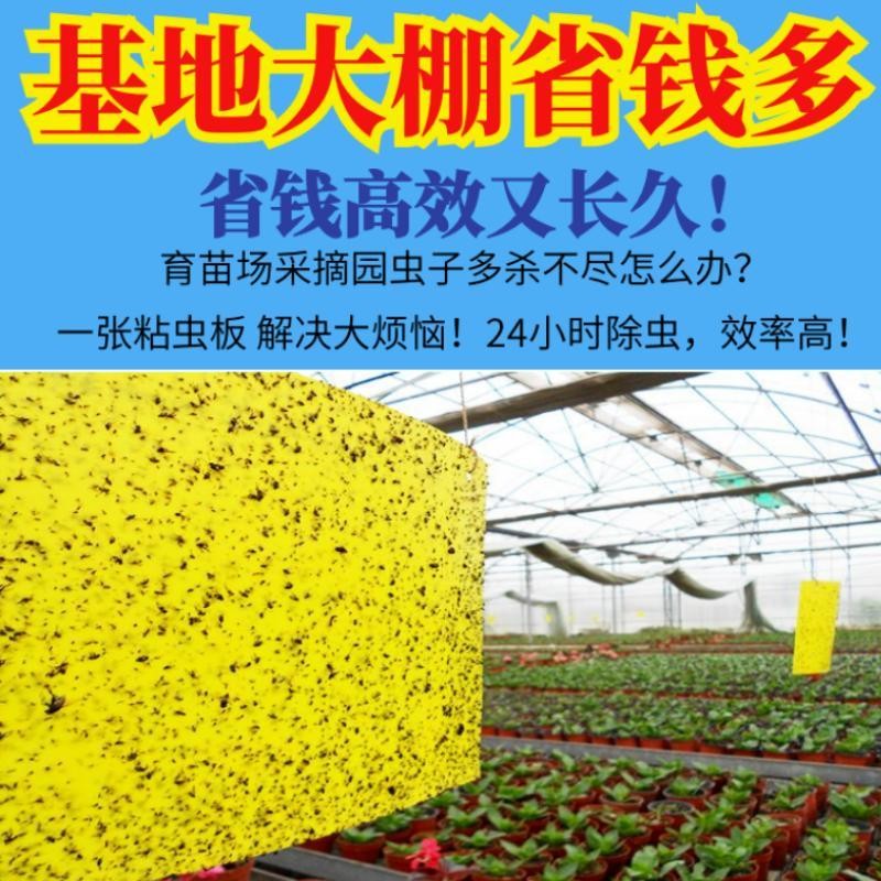 粘虫板黄板双面粘虫板大棚专用蓟马家用黄蓝一体色诱虫板果园庭院 - 图2