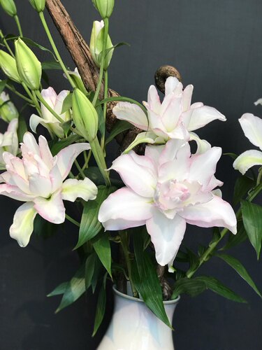 冰美人重瓣百合花香水重辫多瓣斗南鲜花基地直发昆明花卉市场顺丰 - 图2