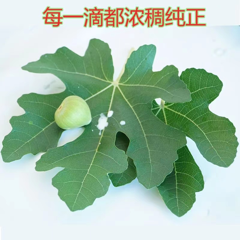 新鲜无花果汁液白汁乳液白浆纯汁原浆乳液青皮无花果茎枝叶汁扁平-图1