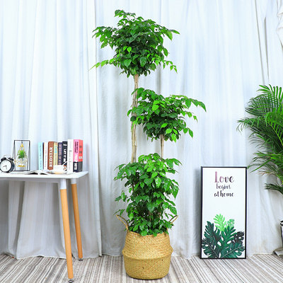 幸福树大绿植武汉室内大型盆栽好养花卉办公室客厅室内植物花卉,淘宝优惠券,粉丝福利购,淘宝优惠卷