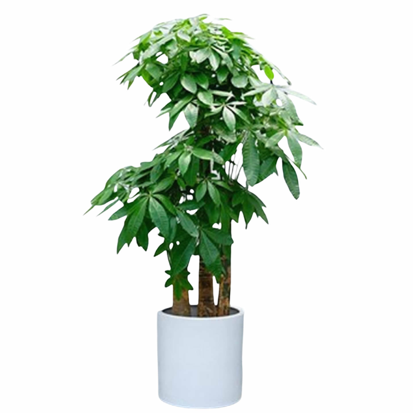 发财树室内大型盆栽绿植办公室绿化落地植物武汉同城开业乔迁送礼,淘宝优惠券,粉丝福利购,淘宝优惠卷