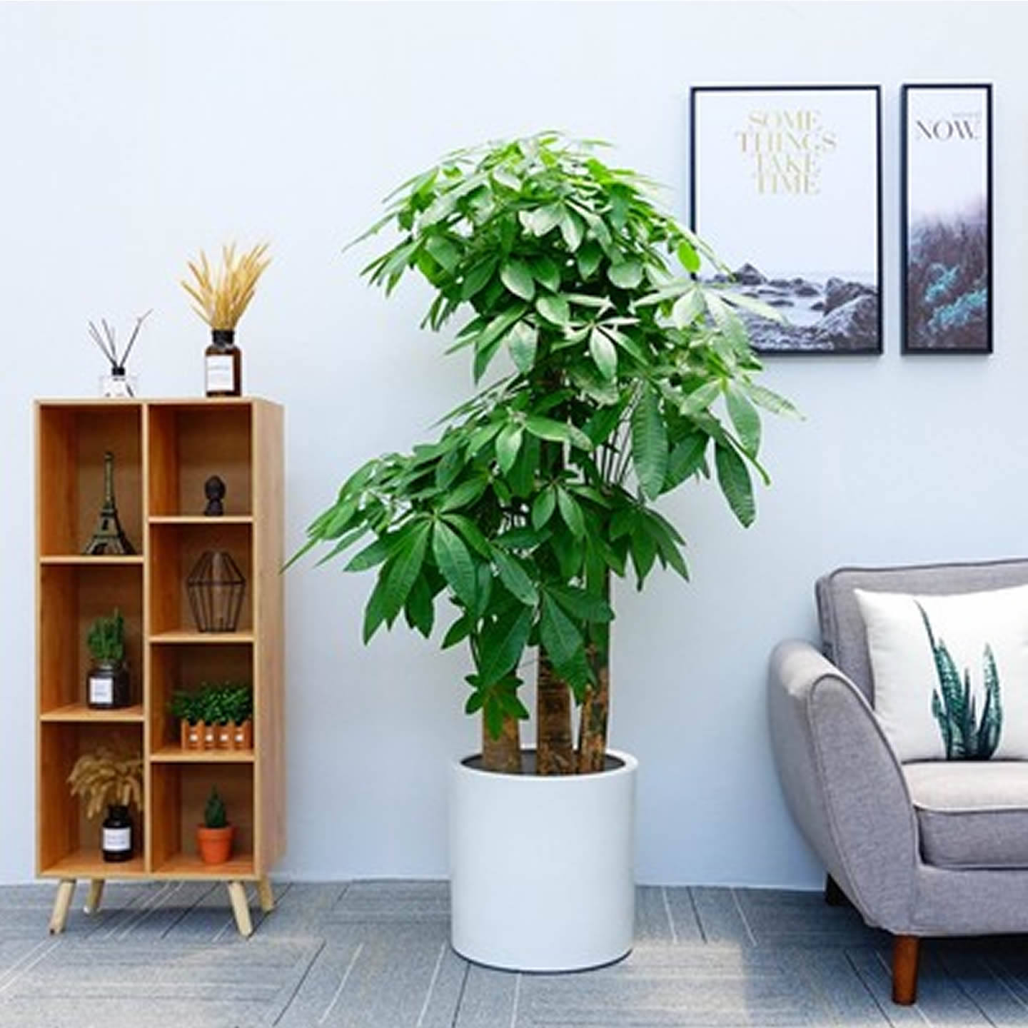 发财树室内大型盆栽绿植办公室绿化落地植物武汉同城开业乔迁送礼,淘宝优惠券,粉丝福利购,淘宝优惠卷