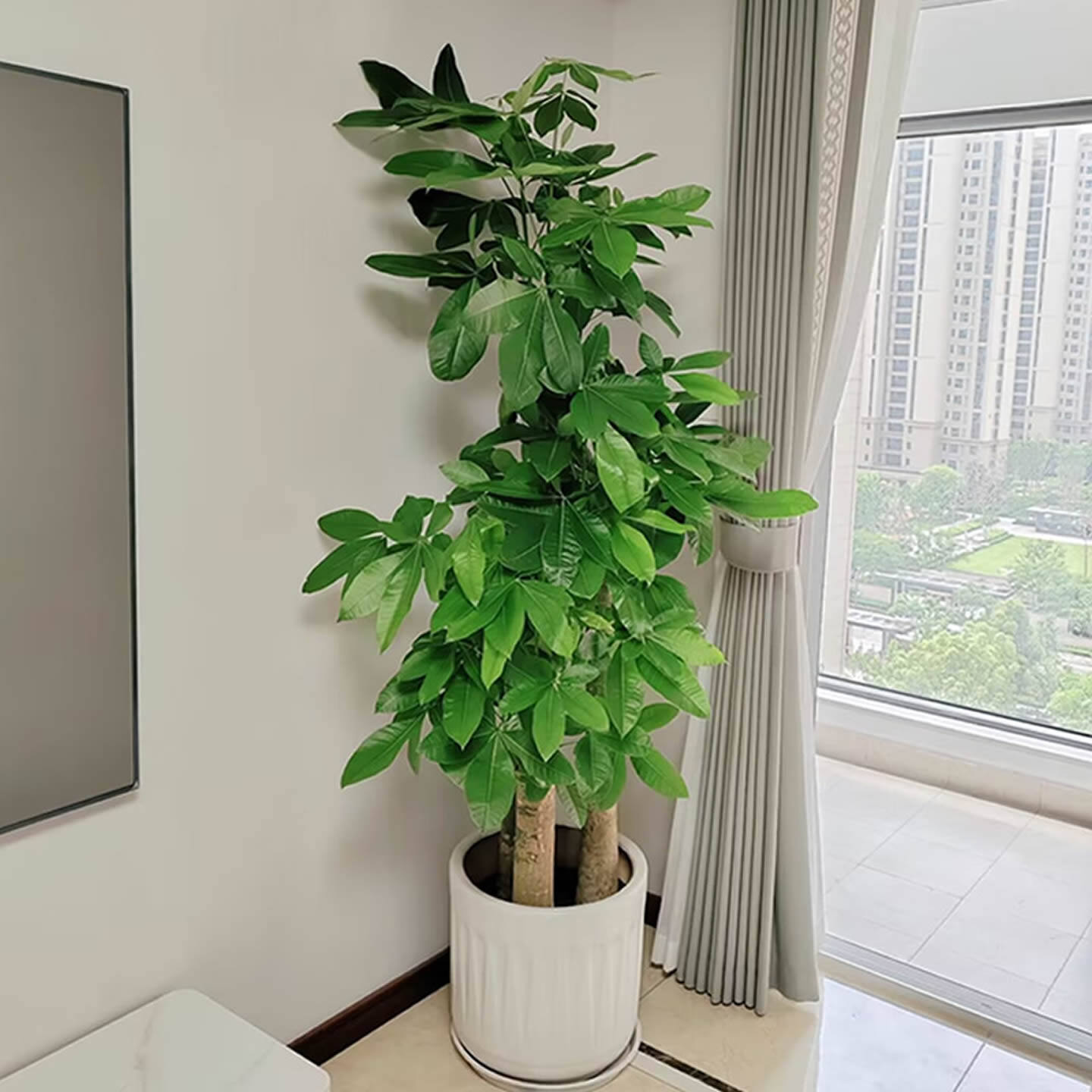 发财树室内大型盆栽绿植办公室绿化落地植物武汉同城开业乔迁送礼,淘宝优惠券,粉丝福利购,淘宝优惠卷