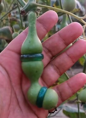 葫芦戒指套环精品八宝天津嘴小葫芦文玩把玩铁包金葫芦葫芦腰配件