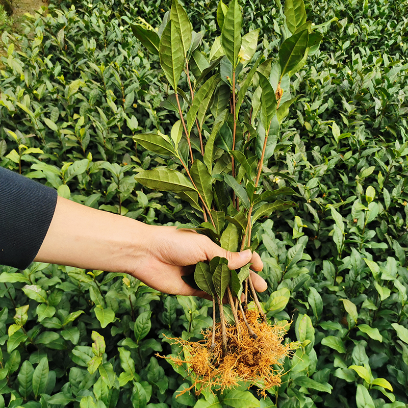 安吉白茶 茶苗白叶1号龙井绿茶苗乌牛早黄金芽中茶108茶树苗基地 - 图0