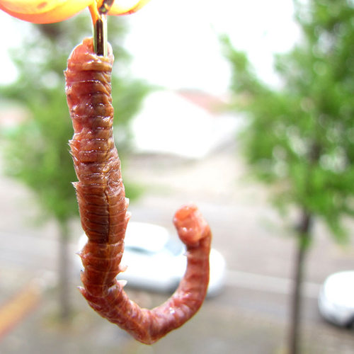 干沙蚕腌沙蚕宠物鱼海鱼饵速干沙虫海钓海蚯蚓海蜈蚣便携易储梭鱼 - 图0