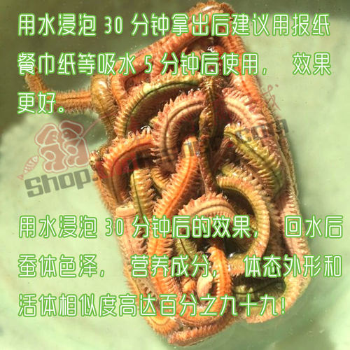 干沙蚕腌沙蚕宠物鱼海鱼饵速干沙虫海钓海蚯蚓海蜈蚣便携易储梭鱼 - 图2