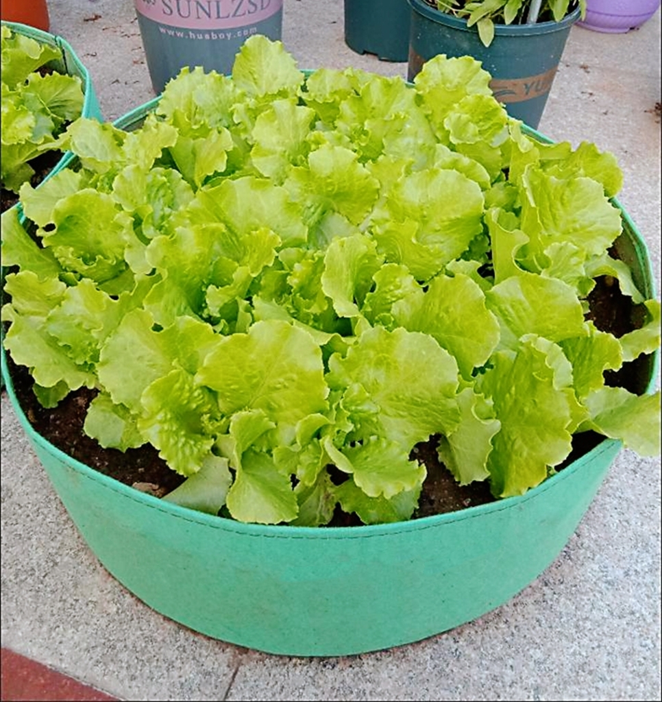 特大楼顶阳台种植袋加厚无纺布种菜神器蔬果美植袋花盆育苗营养盆-图2