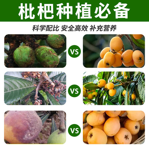 枇杷病专用杀菌剂国家专利配方枇杷炭疽病褐腐灰霉烟煤叶斑病腐烂 - 图2