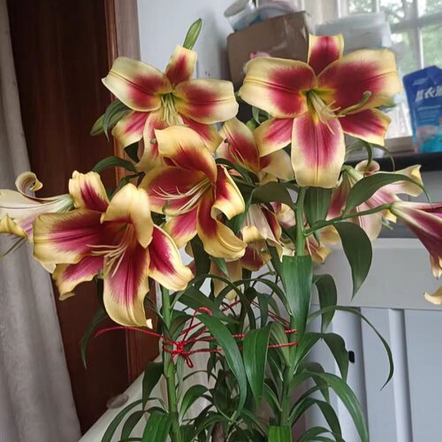 现货荷兰进口香水百合花种球 开花包对版可盆栽地栽 - 图1