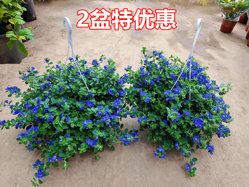 蓝星花盆栽垂吊开花植物蓝色花卉花园常开花阳台庭院带花苞植物 - 图0