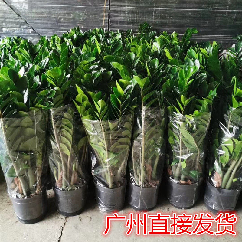中大型金钱树开业盆栽客厅办公室室内净化空气招财绿植四季常青,淘宝优惠券,粉丝福利购,淘宝优惠卷
