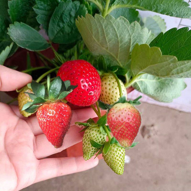 草莓盆栽可食用牛奶草莓大苗带果带花苞阳台绿植四季开花结果绿植,淘宝优惠券,粉丝福利购,淘宝优惠卷