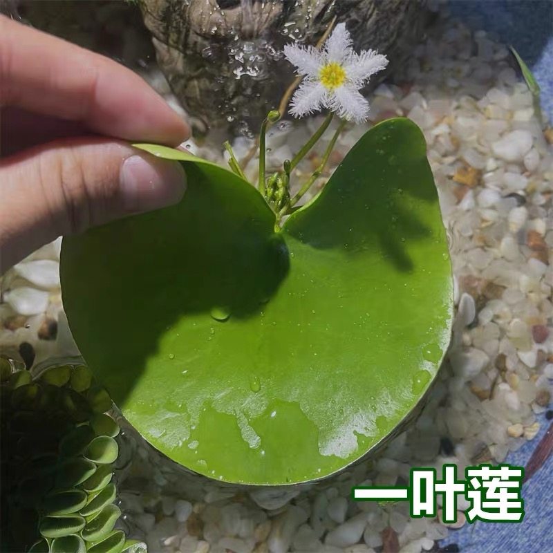 一叶莲碗莲水生花卉水培植物室内鱼缸浮生莲花水池鱼池净化水质,淘宝优惠券,粉丝福利购,淘宝优惠卷