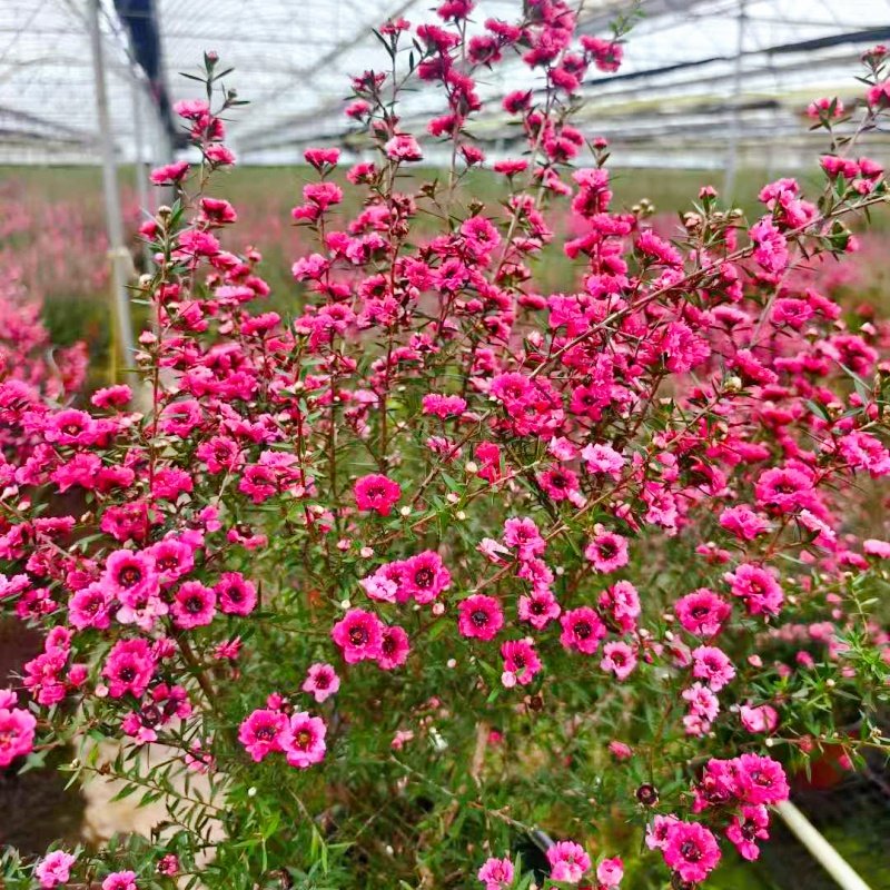 松红梅盆栽带花苞冬季花园耐寒花卉植物庭院阳台开花绿植澳洲雪梅,淘宝优惠券,粉丝福利购,淘宝优惠卷