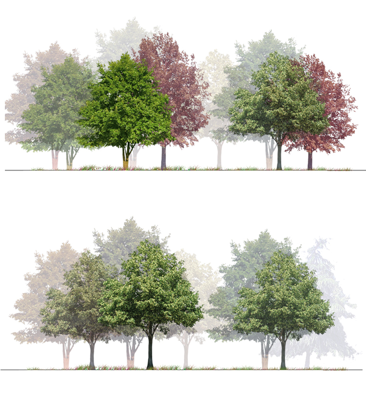 景观小清新树木psd植物PS立面剖面分析效果图海绵城市规划素材库-图1