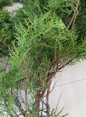 新鲜侧柏叶橱窗装饰花